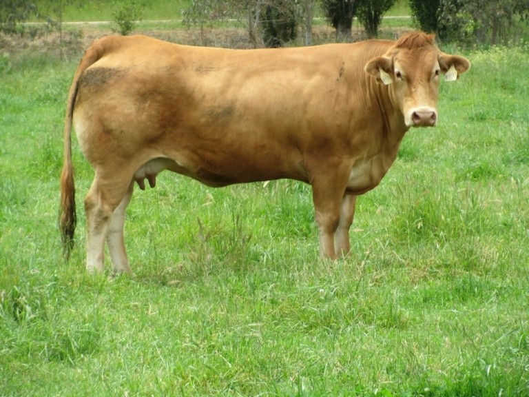 Ένας γαστρονομικός αγώνας υψηλού επιπέδου: Rubia Gallega εναντίον Wagyu
