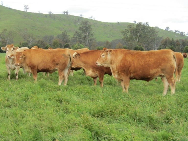 Ένας γαστρονομικός αγώνας υψηλού επιπέδου: Rubia Gallega εναντίον Wagyu

