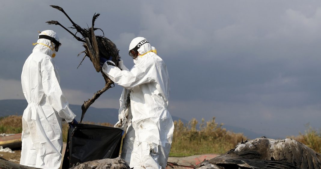 Η γρίπη των πτηνών: Αυξανόμενος φόβος για τη μετάδοση σε ανθρώπους