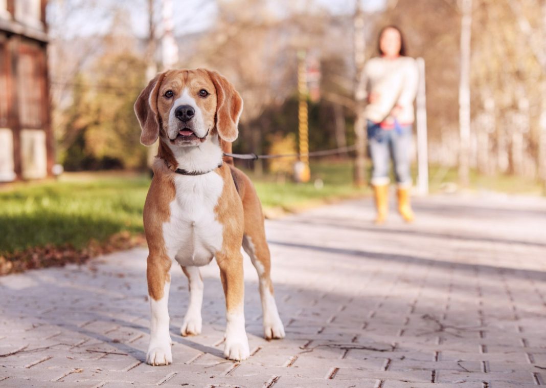 Η υιοθέτηση ενός Beagle: Πράγματα που πρέπει να γνωρίζετε