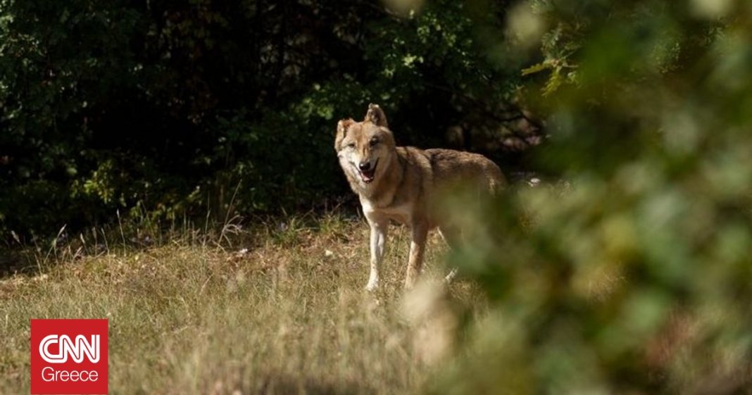 Καθαρισμός ρέματος στις Αγραπιδιές Φλώρινας: Εθελοντές προστατεύουν το περιβάλλον 
