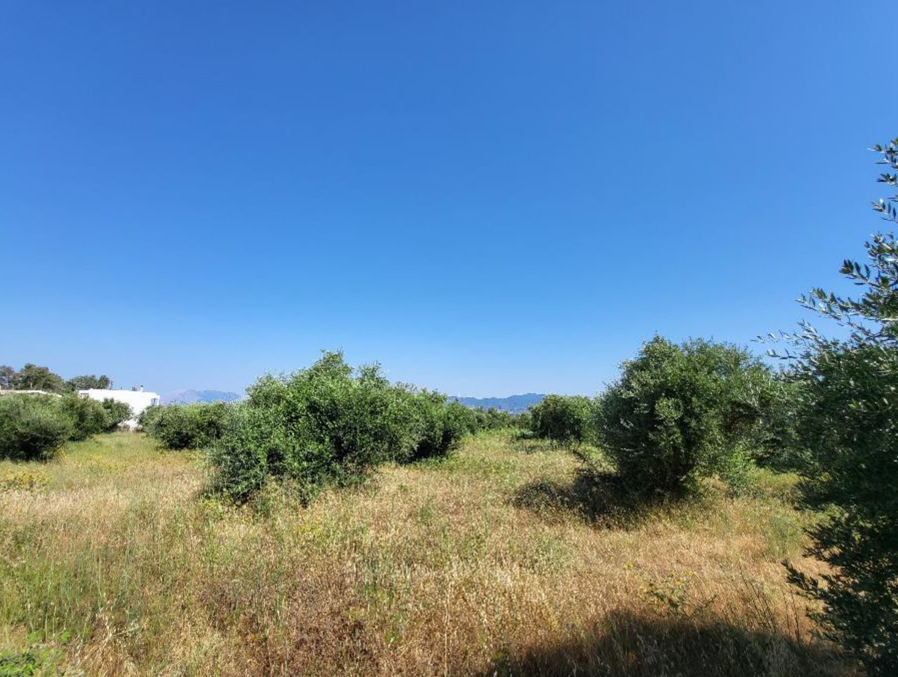 Νέα ευκαιρία για επένδυση στην Πάτρα: Ένας προκλητικός επαγγελματικός χώρος και ένα ελκυστικό οικόπεδο προς πώληση
