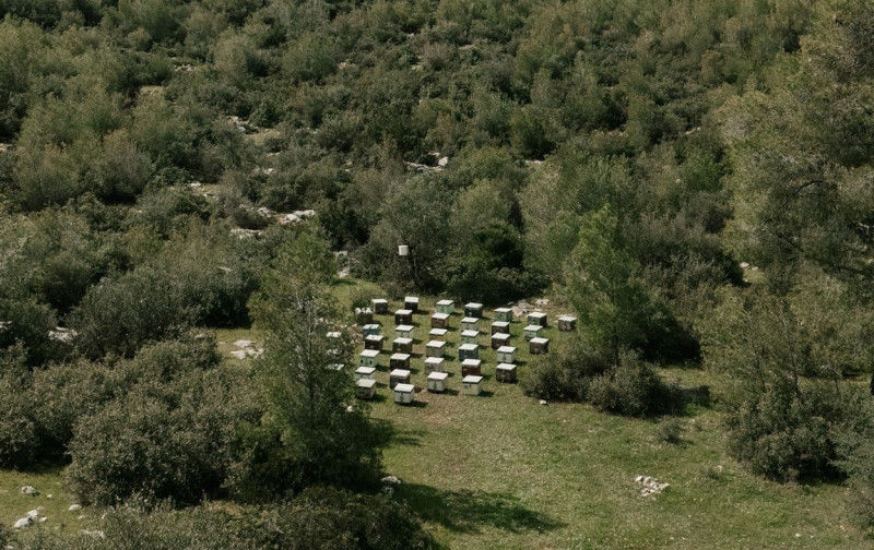 Νέα πρωτοβουλία για την ανασυγκρότηση της Πάρνηθας μετά τις πυρκαγιές
