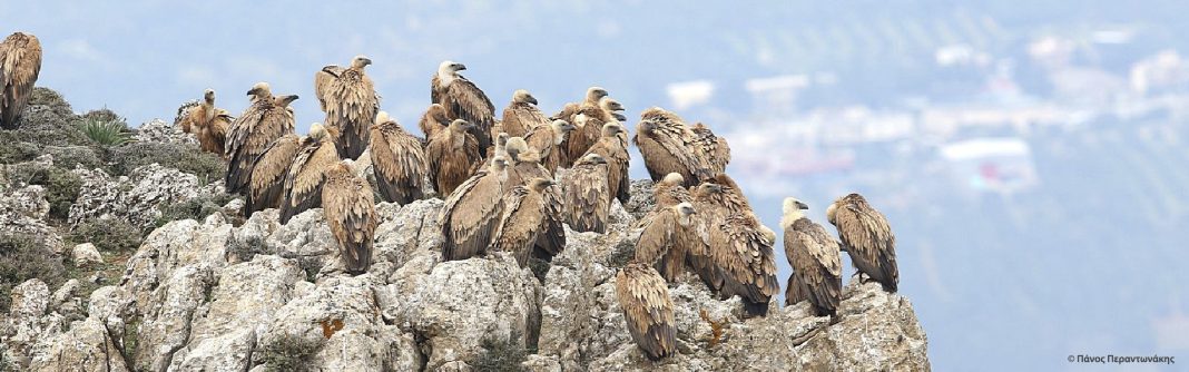 Οίκα Περί Φύσεως: 