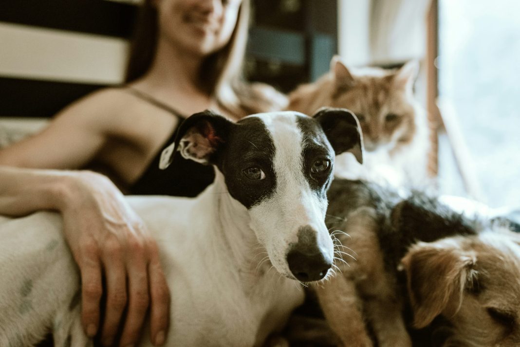 Πως να γίνετε επαγγελματίας pet keeper: Οδηγός για φροντίδα κατοικιδίων
