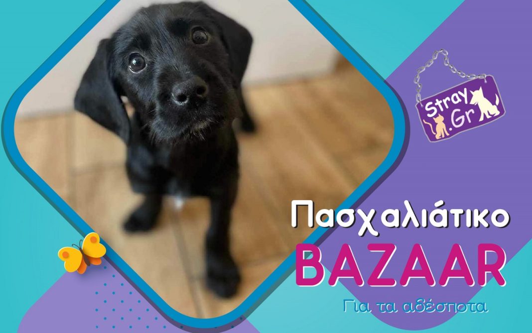 Το Πασχαλιάτικο Bazaar του Stray.Gr: Μια ανάσα άνοιξης για τα Αδέσποτα Ζώα