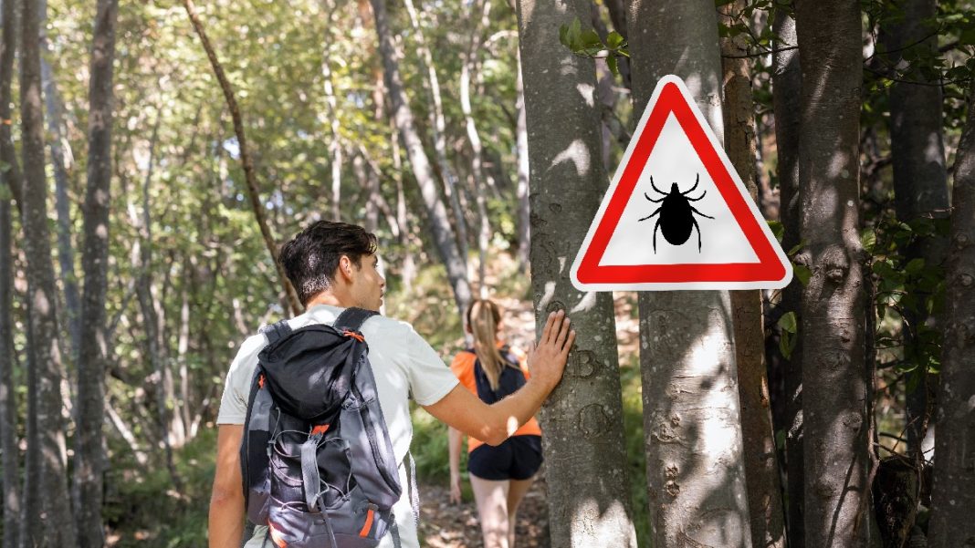 Τσιμπούρια: Η αύξηση των κρουσμάτων εγκεφαλίτιδας ανησυχεί το ECDC
