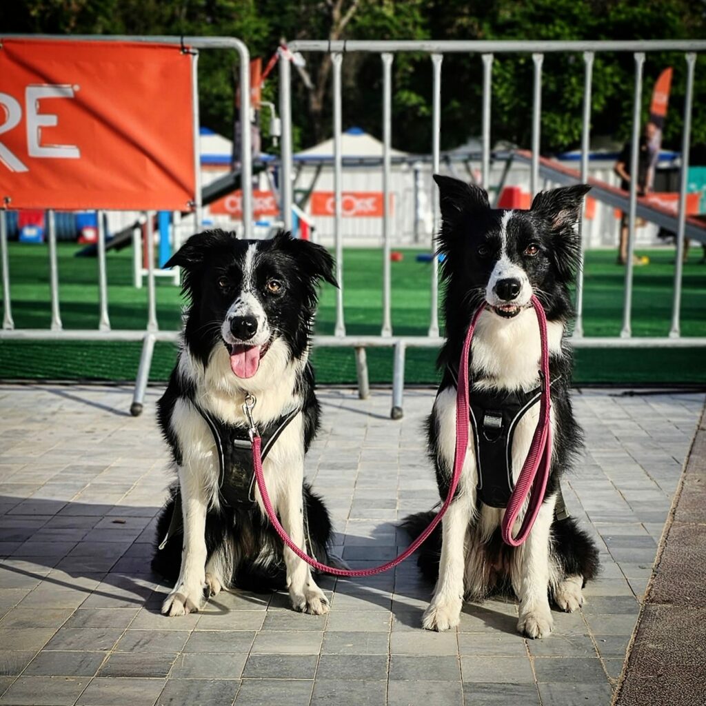 Woof Festival - ToPetmou: Ένα φεστιβάλ αφιερωμένο στα κατοικίδια
