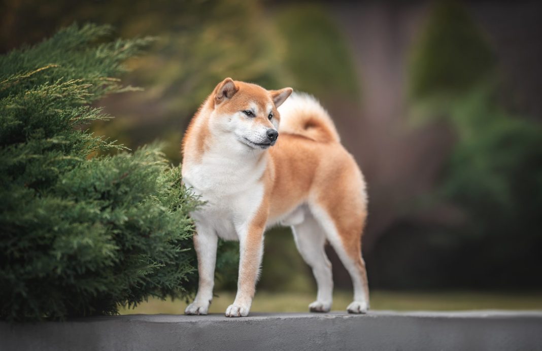 Ανακαλύψτε τα μυστικά του Shiba Inu: Οι αθανάτιστοι κυνηγοί από την Ιαπωνία
