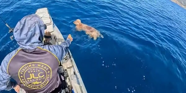 Ένας Tiktoker καθηλώνει το διαδίκτυο με την ηρωική του πράξη: Σώζει ένα σκυλάκι από τα ανοιχτά της Πάρου