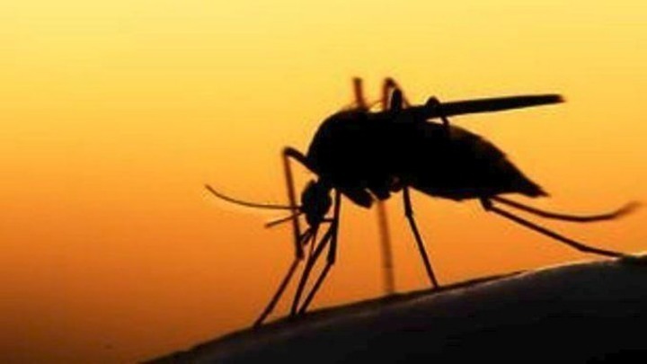 Κουνούπια και ιός του Δυτικού Νείλου: Προλάβετε την επιδημία
