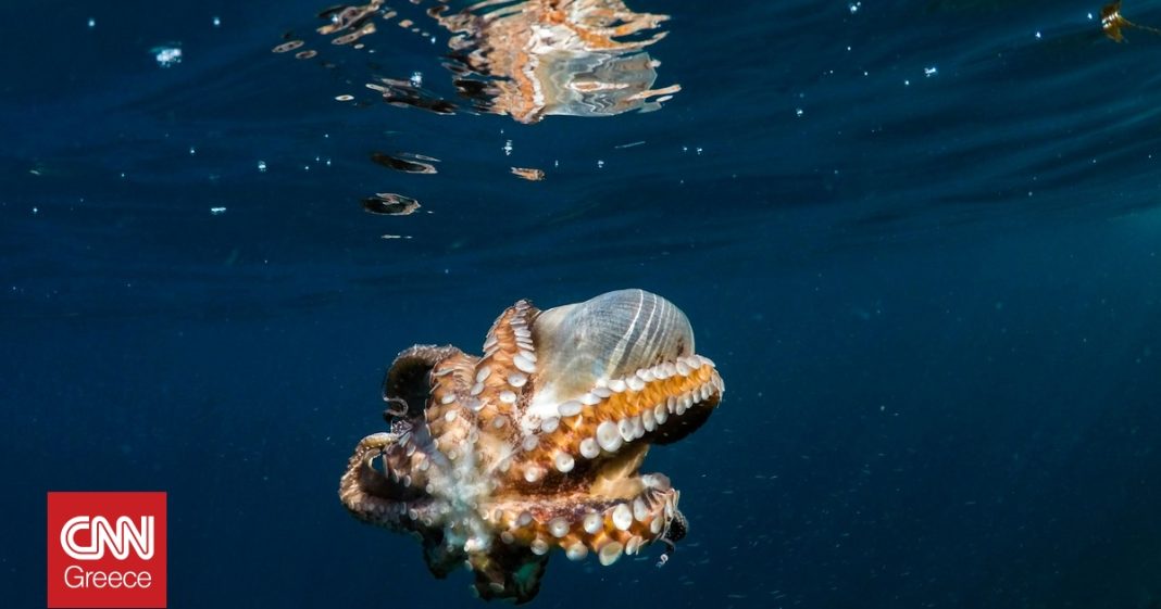 Οι Ρίνγκωρ είναι τα ευφυέστερα πλάσματα του ωκεανού: Λύνουν γρίφους και κατασκευάζουν φωλιές με κέλυφος καρύδας
