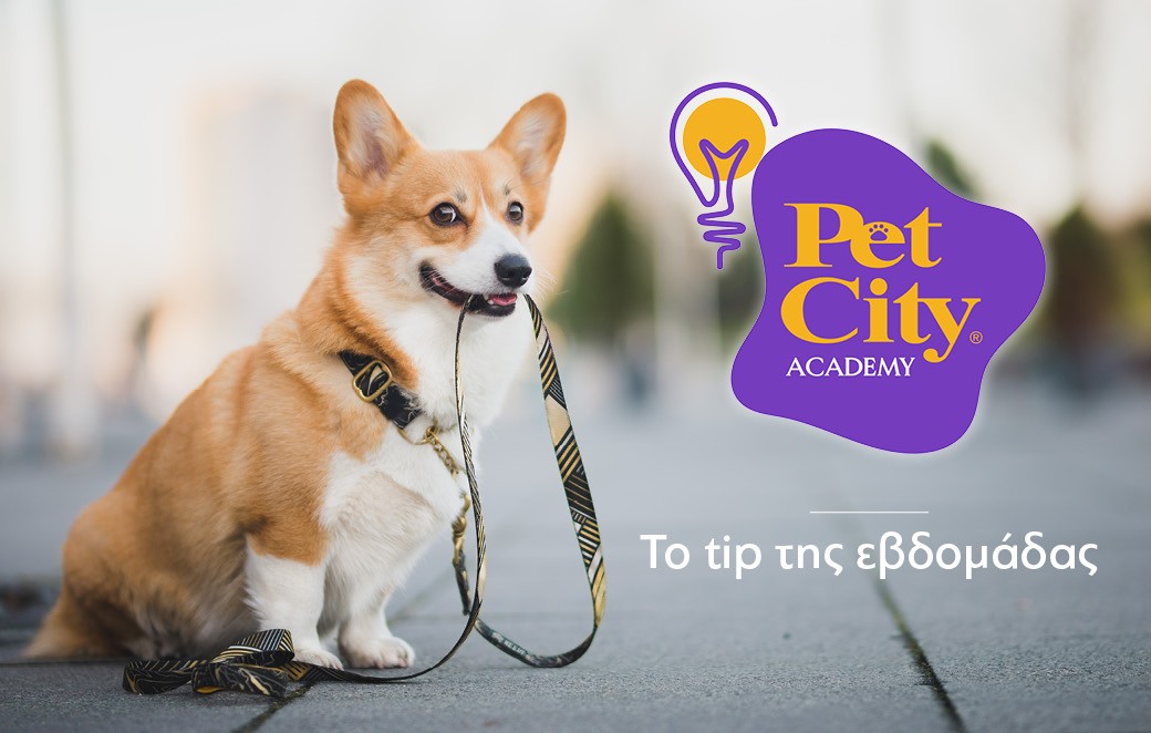 Πώς να επιλέξετε τον ιδανικό συνοδό για τη βόλτα του αγαπημένου σας σκύλου
