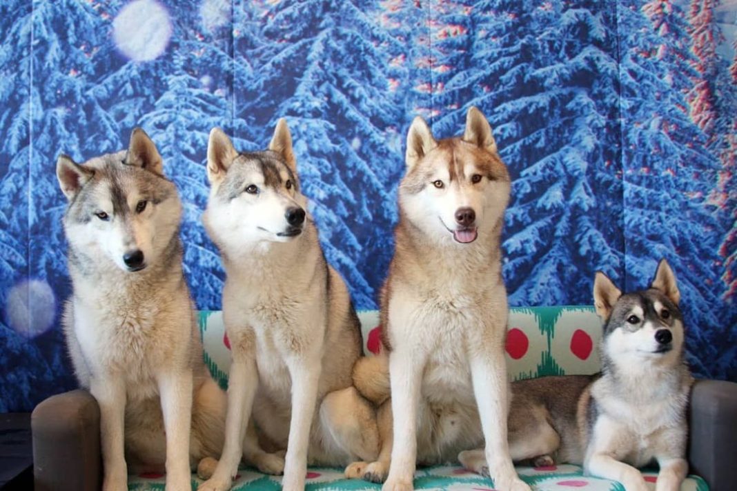 Συνοδεύοντας σκυλιά Husky: Μια μοναδική εμπειρία σε μια πόλη της Ευρώπης
