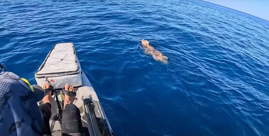 Tiktoker σώζει άτυχο σκύλο στα ανοιχτά της Πάρου
