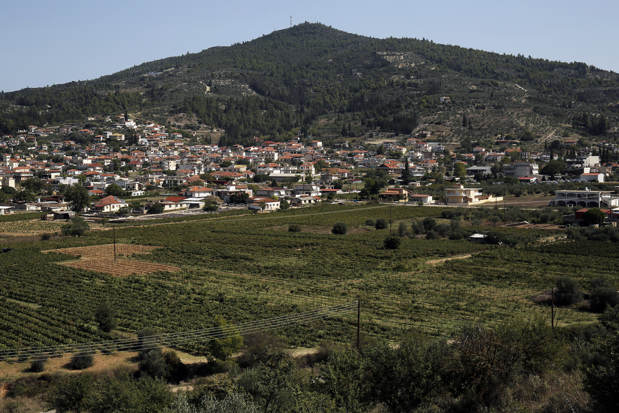 Αποστολή στη Νεμέα, στον αστερισμό του Αγιωργίτικου