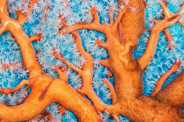 Wildlife Photographer of the Year