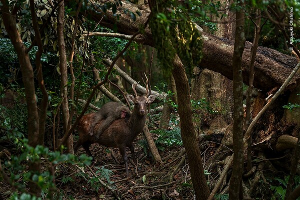 Wildlife Photographer of the Year