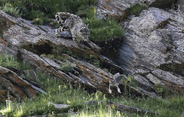 Wildlife Photographer of the Year