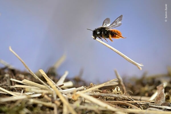 Wildlife Photographer of the Year