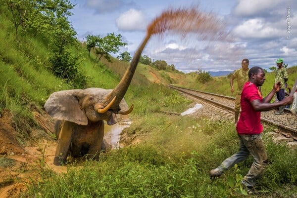 Wildlife Photographer of the Year