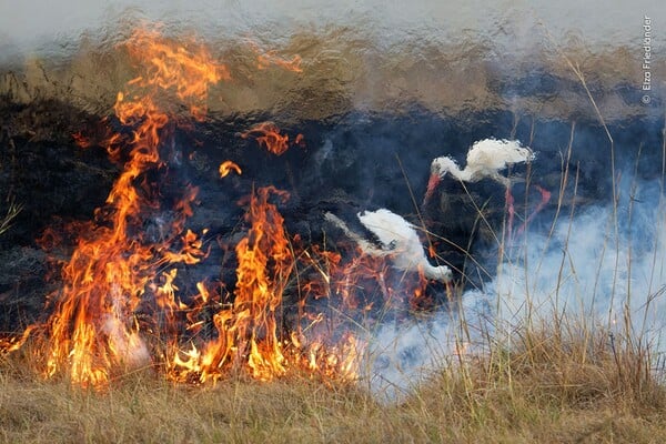 Wildlife Photographer of the Year